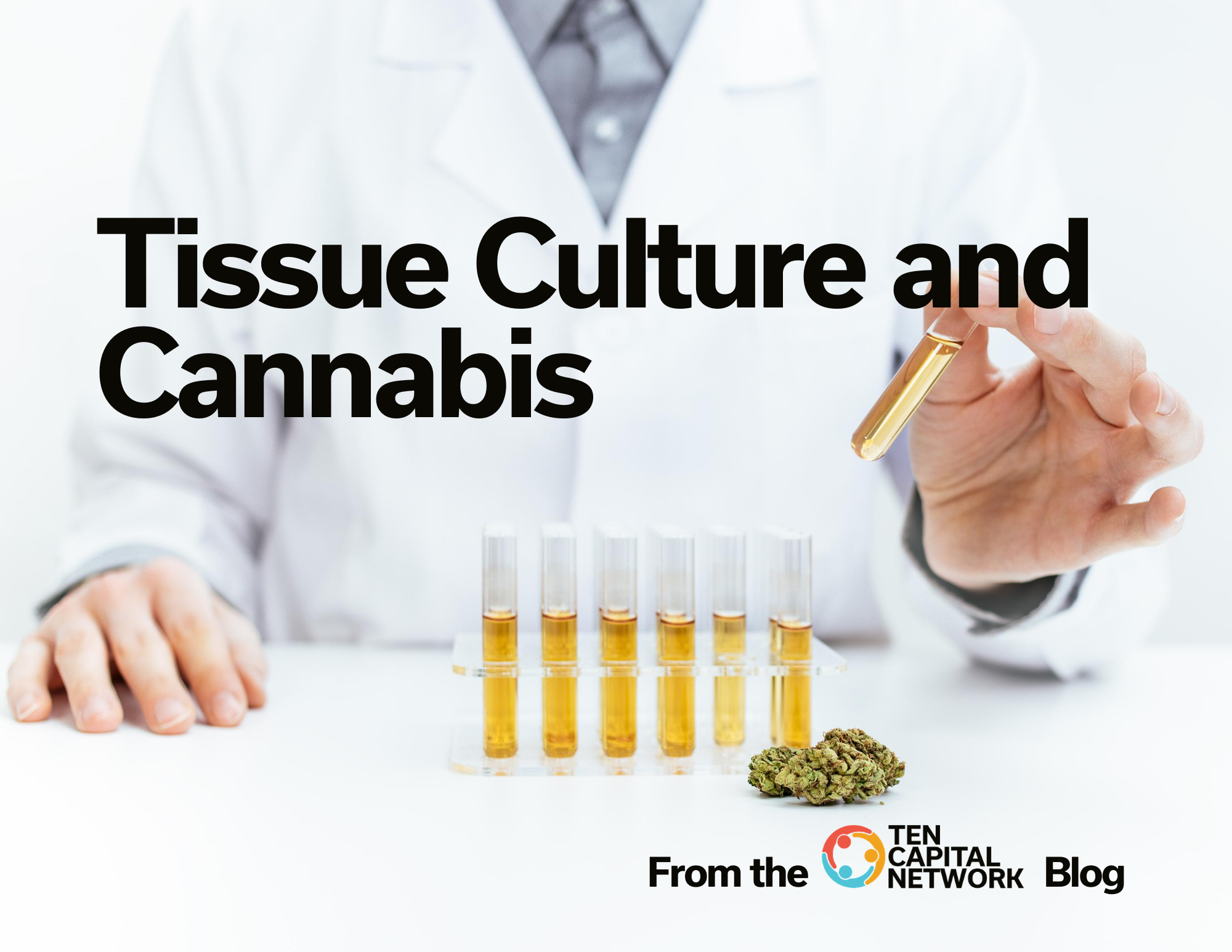 Tissue Culture and Cannabis